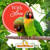 With Love - Love Birds